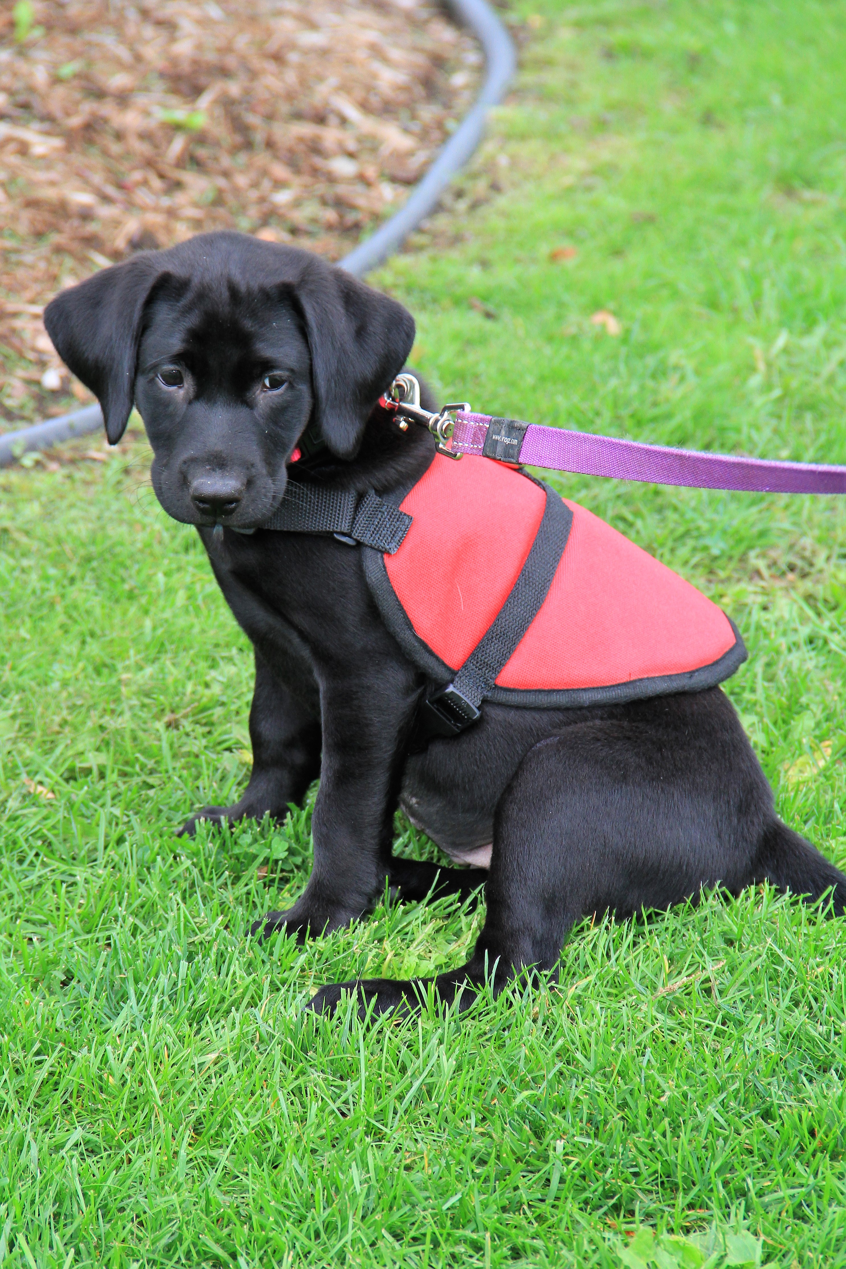 medical-sniffer-dogs